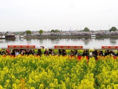 汉中发布15条精品观花线路 邀您畅游金色花海